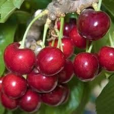 Excited to share the latest addition to my #etsy shop: 10 Dwarf Cherry tree seeds sweet edible plus 10 Dwarf Bonsai Blueberry seeds sweet Berries Plus free gift home or patio plant Order Now https://etsy.me/3bs7IRP #fruit #fruittree #cherrytree #dwarffruittree #seedpla Growing Fig Trees, Types Of Cherries, Sheep Milk, Dragon Fruit Plant, Fruit World, Fruit Bearing Trees, Fruit Bushes, Kitchen Gardening, Bing Cherries