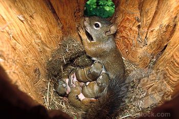 baby red squirrel | Red Squirrel (Tamiasciurus hudsonicus) mother nursing babies in nest ... Eastern Gray Squirrel, Trees Nature, A Squirrel, Cute Squirrel, Baby Squirrel, Little Critter, Cute Animal Pictures, Sweet Animals, Squirrels