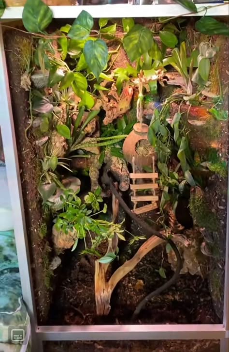 Zen habitats 4x2x2 custom whites tree frog enclosure Pet Tree Frog Habitat, Diy Frog Habitat Terrariums, Whites Tree Frog Enclosure Ideas, Cane Toad Enclosure, Pet Frog Enclosure, Red Eyed Tree Frog Enclosure, White's Tree Frog Terrarium, Australian White Tree Frog Enclosure, Gray Tree Frog Terrarium