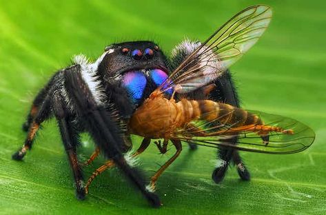 Spider Activities, Spider Species, Crop Field, Crop Protection, Farming System, Content Analysis, Natural Pest Control, Agricultural Practices, Jumping Spider