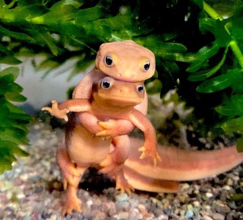 Two Cute Newts Pose for the Camera in This Adorable Photo Newt Animal, Animal Puns, Cat Pose, Pose For The Camera, Cute Hamsters, Classic Kids, Newt, Cute Animal Pictures, Animals Images