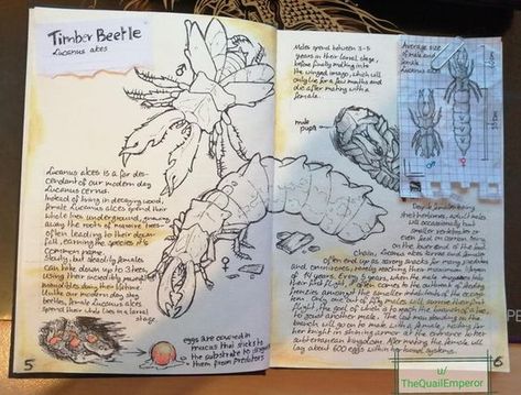 Field Notes Sketchbook, Dnd Notes Aesthetic, Fantasy Field Journal, Worldbuilding Sketchbook, Field Notes Aesthetic, Worldbuilding Journal, Fantasy Journal Pages, Wildlife Journal, Field Notes Journal