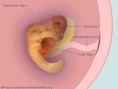 5 weeks pregnant? During the 5th week of pregnancy, the embryo is about the size of a sunflower seed. The embryo is forming the beginning of your baby's body. Week 5 Pregnancy, Pregnancy Signs And Symptoms, Pregnancy Weeks, 5 Weeks Pregnant, Pregnancy Week, Early Pregnancy Signs, Pregnancy Signs, Trimesters Of Pregnancy, Weeks Pregnant