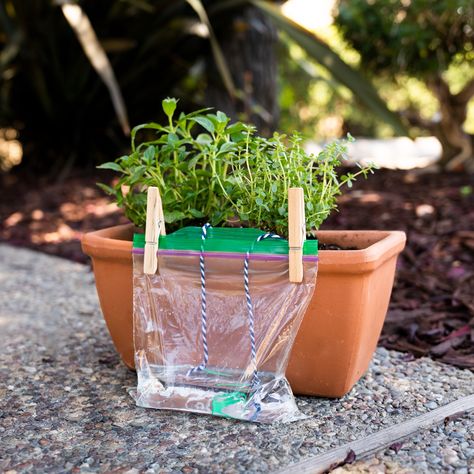 Self Watering Planter | DIY for Beginners | KiwiCo Diy Self Watering, Diy Self Watering Planter, Plant Watering System, Diy Container Gardening, Self Watering Containers, Plant Watering Can, Self Watering Plants, Watering System, Plant Hacks