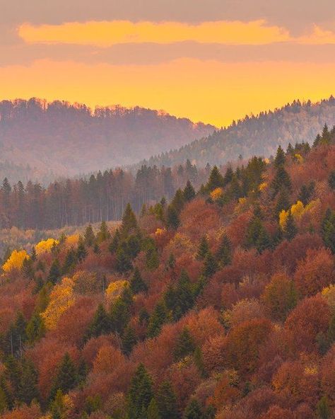 Fall Trees Mountains, Fall In Mountains, Autumn In The Mountains, Autumn Mountain Aesthetic, Fall Mountain Aesthetic, Pnw Autumn, Autumn Forest Aesthetic, Mountains In The Fall, Orange Mountains