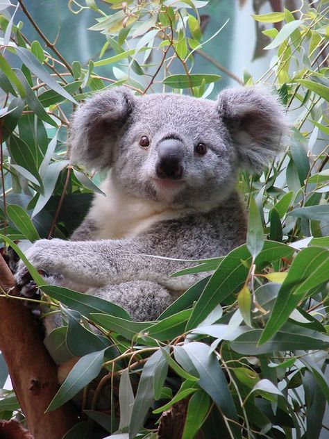 Koala Drawing, Cute Koala Bear, The Wombats, Zoo Babies, Baby Koala, Cuddly Animals, Australian Animals, Cute Creatures, Koala Bear