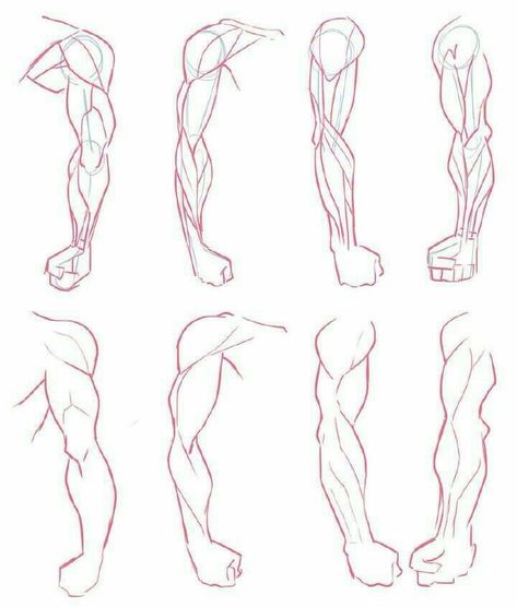 Draw Arms, Arms Drawing, Drawing Arms, Arm Anatomy, Arm Drawing, Human Body Drawing, Anatomy Tutorial, Human Anatomy Drawing, Body Drawing Tutorial