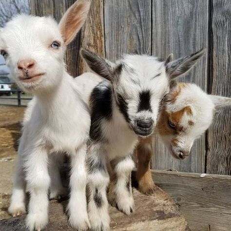 baby goats Farm Animals For Kids, Funny Farm Animals, Dog Farm, Baby Farm Animals, Baby Goat, Funny Farm, Cute Goats, Animal Education, Barnyard Animals