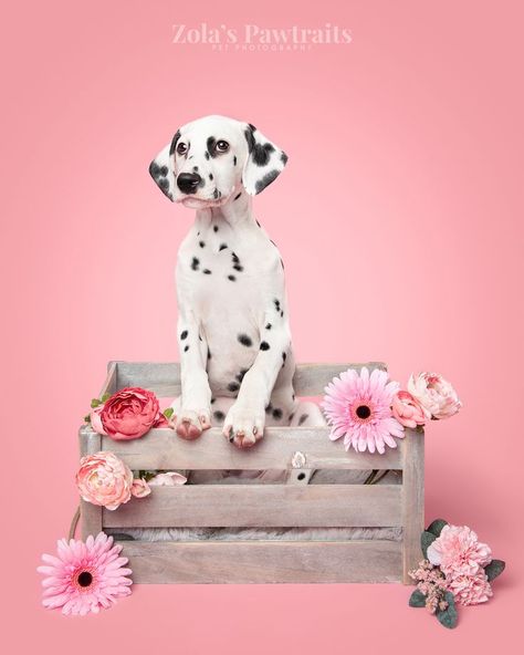 Dalmatian pup studio photography on pink background Dog Studio Photography, Dog Birthday Pictures, Pet Photography Props, Dog Photography Studio, Dog Photoshoot Ideas, Pet Photography Poses, Pet Photography Business, Dog Photoshoot Pet Photography, Dog Portrait Photography