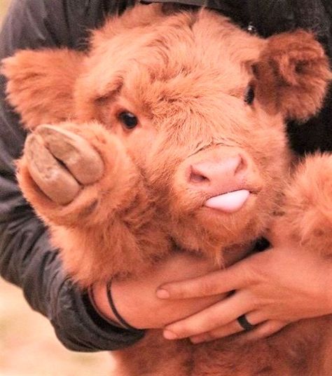 ♡♡ Sweet fluffy baby cows ♡♡ Cute Fluffy Cow, Cow Fluffy, Fluffy Cow, Cow Cute, Pet Cows, Mini Cows, Baby Farm Animals, Fluffy Cows