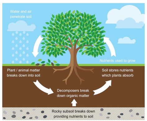 Nutrient Cycling | BioNinja Garden Rotation, Permaculture Backyard, Horticulture Education, Nutrition In Plants, Farming Quotes, Grade 6 Science, Nutrient Cycle, Natural Plant Food, Quick And Easy Food