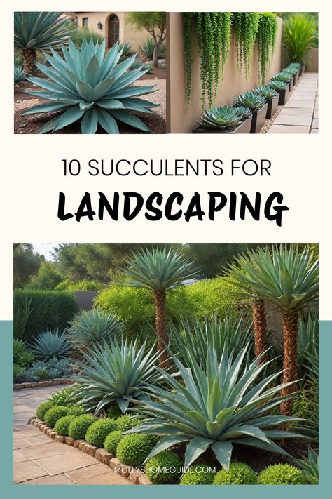 Explore a variety of succulent landscape ideas perfect for low maintenance landscaping. Discover creative ways to incorporate succulents into your front yard, such as space-saving designs and modern garden layouts. Learn about different types of succulents suitable for zone 8A climates and how to care for them properly. Get inspired by stunning succulent fountain planter ideas and innovative sedum guides for your next landscaping project. Enhance your outdoor space with beautiful Succulents for Succulents And Rocks Landscaping, Florida Succulent Garden, Succulent Beds In Front Of House, Backyard Landscaping Succulents, Backyard Succulent Garden Ideas, Succulent And Cactus Garden Outdoor, Succulents Front Yard Landscaping, Succulent Arrangements Outdoor Garden, Large Succulents Garden Outdoor