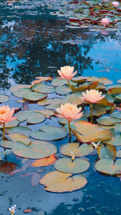 Pink lotus flower on water photo – Free South africa Image on Unsplash Tanaman Air, Water Lilies Art, Lily Pictures, Pink Lotus Flower, Water Lilies Painting, Lilly Prints, Lotus Flower Pictures, Lilly Flower, Water Lily Pond