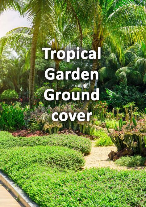 Small Jungle Garden Ideas, Tropical Plants Outdoor Full Sun, Tropical Looking Plants, Florida Plants Landscaping, Subtropical Garden, Best Grass Seed, Groundcover Plants, Tropical Garden Plants, Tropical Backyard Landscaping