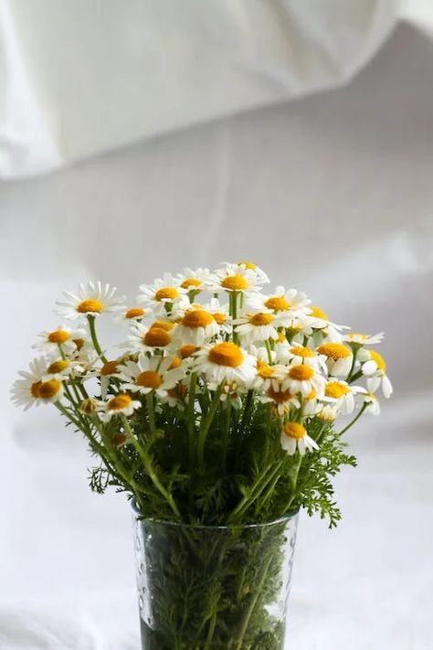 Bunch of Chamomile Flowers in a Vase · Free Stock Photo Flowers In A Vase, Clear Glass Vases, Chamomile Flowers, Bunch Of Flowers, Floral Arrangement, Flower Vases, Free Photos, Free Stock Photos, Floral Arrangements