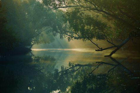 Go off the beaten path and enjoy a peaceful day in the enchanting Sundarbans. #adventure #travel #bucketlist #bangladesh #sundarbans #forest #pond Mangroves Aesthetic, Mangrove Forest Aesthetic, A River Enchanted, River Enchanted, Forest Border, River In The Forest, Island Forest, Enchanted River, Beautiful Bangladesh