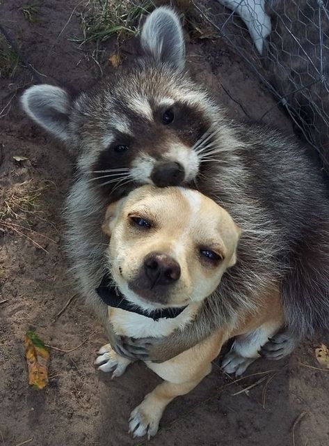 Pet Raccoon, Cute Raccoon, Raccoon Funny, Animals Friendship, Silly Animals, The Perfect Guy, Racoon, Cute Creatures, Cute Little Animals