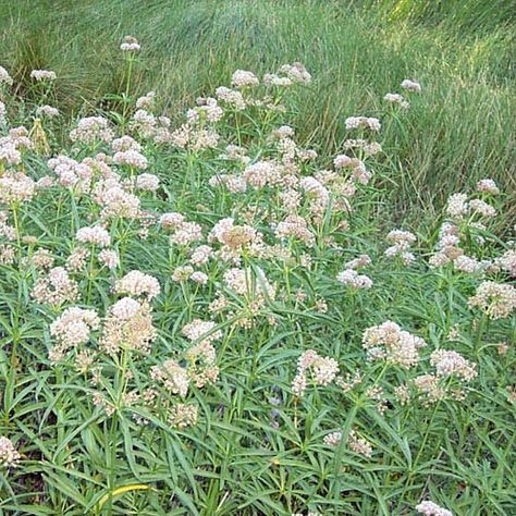 SF Plant Finder Narrowleaf Milkweed Latin Name:  Asclepias fascicularis White Milkweed Plant, Narrowleaf Milkweed, California Native Milkweed, Whorled Milkweed, Milkweed Pods, Milkweed Seeds, Monarch Caterpillar, Aruncus Dioicus, Santa Ynez Valley