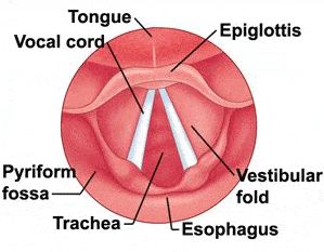 Vocal Warm Up Exercises for Singing | LedgerNote Vocal Chords, Singing Techniques, Voice Lesson, Singing Tips, Singing Lessons, Workout Warm Up, Speech Language Therapy, Speech Language Pathology, Respiratory System