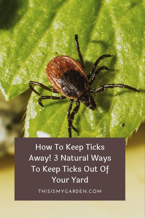 When summertime arrives, so do the ticks! You don't have to resort to chemical sprays to get rid of them though! Check out these 3 natural ways to keep ticks out of your yard and off of you and your pets! Seed Ticks How To Get Rid Of, Tick Prevention Yard, Best Tick Repellent For Humans, How To Get Rid Of Ticks In The House, Ticks In Yard How To Get Rid Of, All Natural Flea And Tick Spray For Dogs, Flea And Tick Repellent For Yard, Essential Oils For Tick Repellent, Tick Repellent Plants