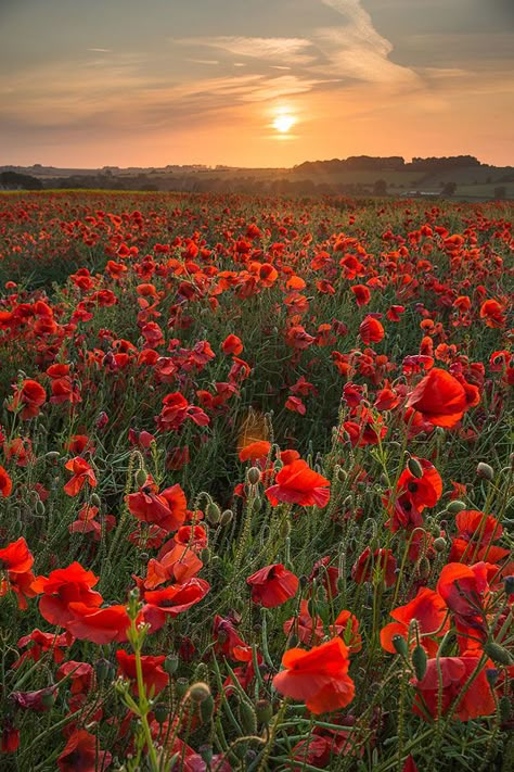 Red Poppy Field, Wiltshire England, Garden Aesthetic, Poppy Field, Red Poppy, Red Flowers, The Sun, England, Sun