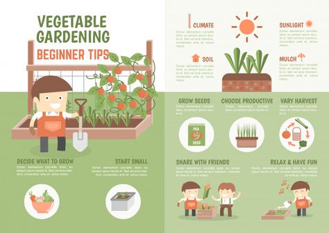 Infographic how to grow vegetable beginner tips Premium Vector Gardening Infographic, Healthy And Unhealthy Food, Infographic Inspiration, Food Backgrounds, Family Garden, Home Vegetable Garden, Greenhouse Gardening, Business Investment, Growing Seeds