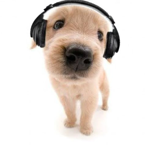 Wearing Headphones, Silly Dogs, Silly Animals, A Puppy, The Dog, A Dog, Headphones, Cute Animals, Puppies