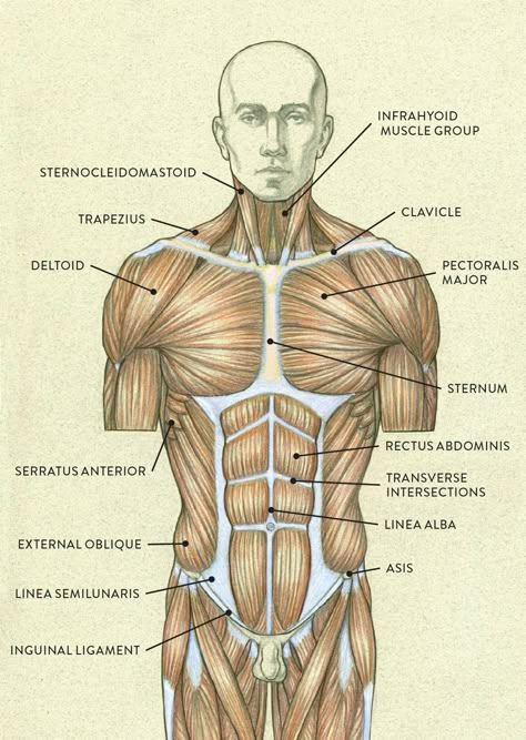 Muscles Of The Back Anatomy, Anatomy Human Body Medical, Human Muscles Drawing, Neck Muscles Reference, How To Draw Torso Muscles, Pectoral Muscles Anatomy, Upper Torso Anatomy, Torso Muscles Anatomy Drawing, Torso Anatomy Drawing Reference