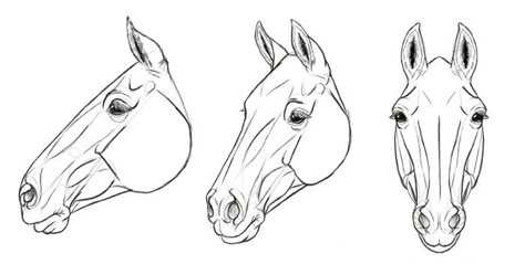 Horse Head Reference, Horse Drawing Tutorial, Horse Head Drawing, Drawing Horses, Horses Head, Horse Art Drawing, Horse Sketch, Horse Anatomy, Anatomy Sketches