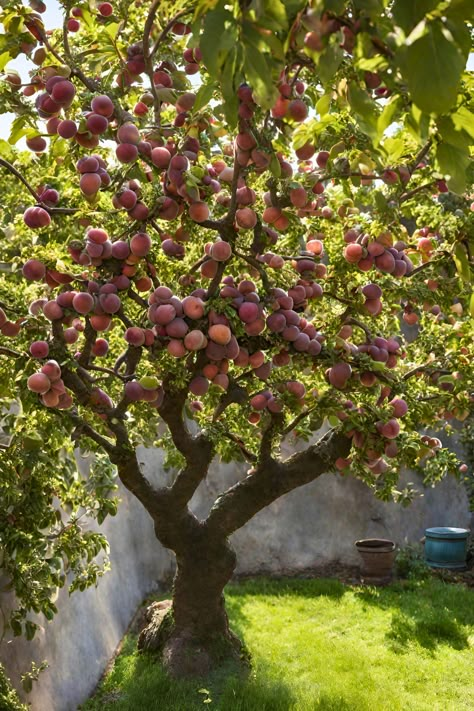 #plums #sweet plums Plum Tree Aesthetic, Grape Tree Garden, Fruit Fountain, Plum Plant, Plum Orchard, Green Plums, Japanese Plum Tree, Fruit Trees Backyard, Plum Trees