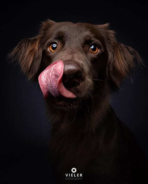 Dog Studio Photoshoot, Posing Dogs Pet Photography, Pet Studio Photography, Dog Studio Portraits, Pet Photo Shoot, Studio Dog Photography, Dog Photography Creative, Dog Portraits Photography Studio, Dog Studio Photography