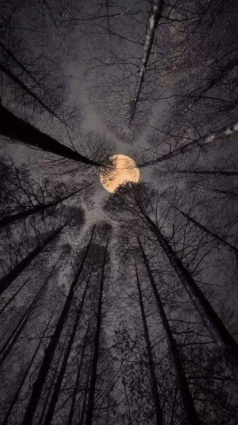 Dark Forest, Looking Up, Full Moon, Trees, Forest, Moon