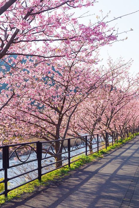 The Beauty Of Spring: 30 Spectacular Flower Gardens In Japan! Yellow Spring Road Japan, Sakura Flower Japan, Sakura Season Japan, Tokyo Japan Travel Photography, Spring Season Aesthetic, Sakura In Japan, Sakura Garden, Spring Japan, Japan Flowers