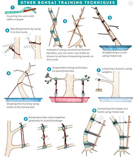 Bonsai wiring Wire Bonsai, Bonsai Wiring Technique, Bonsai Pruning, Copper Wire Bonsai Tree, Bonsai Ficus, Bonsai Wire, Bonsai Techniques, Bonsai Tree Types, Literati Pine Bonsai