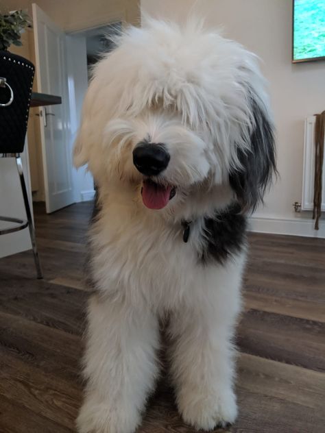 Old Sheepdog English, Old Sheep Dog, Old English Sheep Dog Puppy, Old English Sheepdogs, English Shepherd Dog, Old English Sheepdog Haircut, English Shepherd Puppy, Albino Ball Python, Old English Sheep Dog