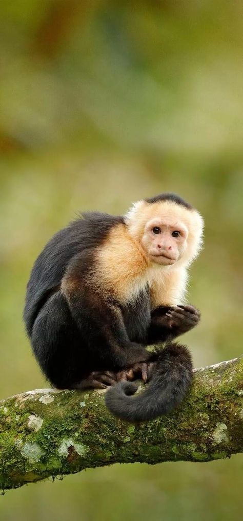 Zoo Photos, Capuchin Monkey, Unusual Animals, Primates, Zoo Animals, Creature Design, Animal Kingdom, Animals Beautiful, Mammals