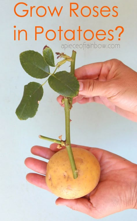 Roses Propagation, Roses In Potatoes, Grow Roses From Cuttings, Propagate In Water, Roses From Cuttings, Rooting Plants, How To Grow Roses, Propagating Roses, Rose Plant Care