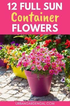 Full Sun Planters, Full Sun Container Plants, Fast Growing Flowers, Easy To Grow Flowers, Full Sun Flowers, Tattoo Plant, Flowers In Pots, Flower Pot Ideas, Patio Flowers