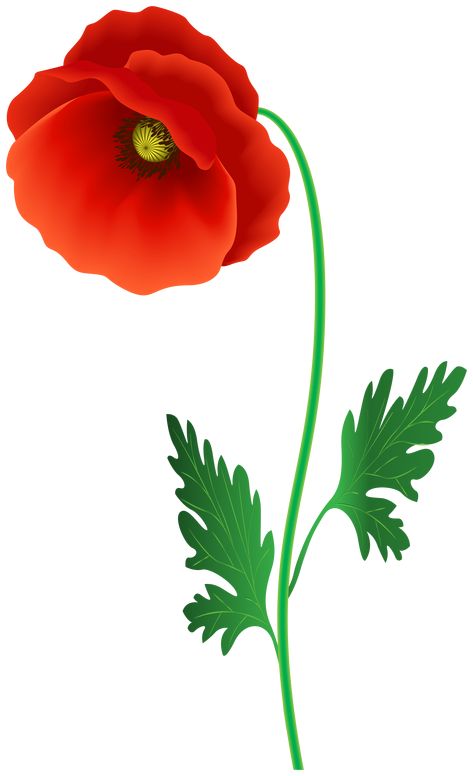 Poppy Flower Bouquet, Poppy Images, Flower Dark, Flower Poppy, Red Poppy Flower, Remembrance Poppy, Wedding Plants, Flower Image, Clip Art Library