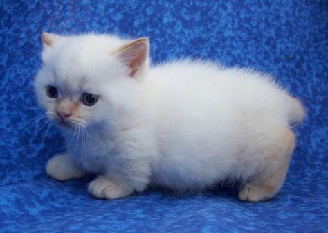 Gato Munchkin bebé blanco y esponjado Gato Munchkin, Kittens Black, Kittens Care, Munchkin Cats, Munchkin Kitten, Gatos Cool, Rare Cat Breeds, British Shorthair Kittens, Cat Allergies