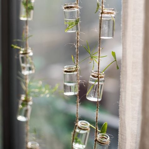 ​​August Grove Frazee Rustic Rope Glass Hanging Planter | Wayfair Mushroom Bathroom, Takken Decor, Hanging Glass Planters, Reuse Ideas, Plants Hanging, Air Plant Display, Gothic Garden, Hanging Vases, Propagating Succulents