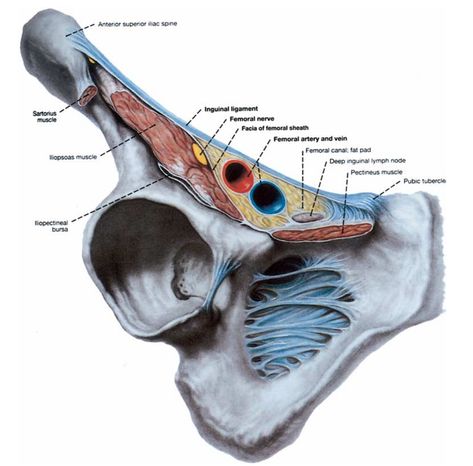 Human Anatomy Picture, Hip Anatomy, Leg Anatomy, Gross Anatomy, Medicine Notes, Basic Anatomy And Physiology, Human Body Anatomy, Medicine Student, Nursing School Tips