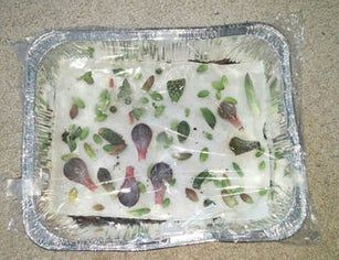 How to QUICKLY Root/Propagate Succulents From Leaves: 8 Steps (with Pictures) Propagate Succulents From Leaves, Propagate Succulents, Patio Floor, Succulent Garden Diy, Propagating Succulents, Growing Succulents, Succulent Gardening, Succulent Care, Succulents In Containers