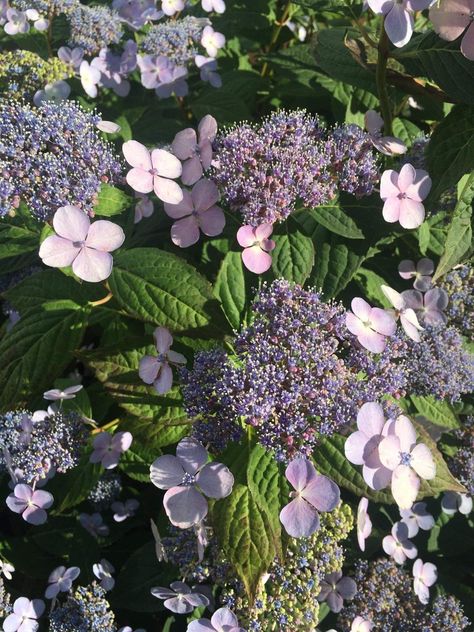 Lace cap hydrangea Attic24 Hydrangea Blanket, Mathilda Gutges Hydrangea, Early Evolution Hydrangea, Antique Green Hydrangea, Lace Cap Hydrangea, Lace Caps, Hydrangea, Floral Wreath, Lace