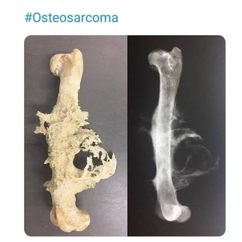 Bone Formation, Types Of Bones, Vet Tech Student, Radiology Student, Veterinary Science, Basic Anatomy And Physiology, Vet Medicine, Medical Student Study, Medical School Motivation