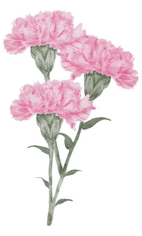 Carnation Flower Watercolor, Watercolor Carnation, Carnation Drawing, Flowers To Paint, Photos Of Flowers, Easy Flower Drawings, Plant Activities, Easy Flower Painting, Painting Demo