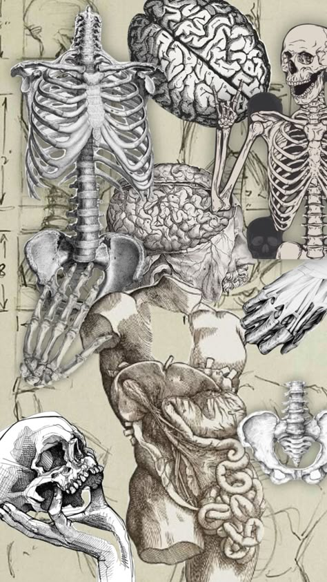 #bones #anatomy Aesthetic Bone Wallpaper, Anatomy Screensaver, Anatomy Wallpaper Aesthetic, Vintage Anatomy Illustration, Anatomy Background, Bone Wallpaper, Sketchbook Pages Inspiration, Vintage Medical Art, Anatomy Wallpaper