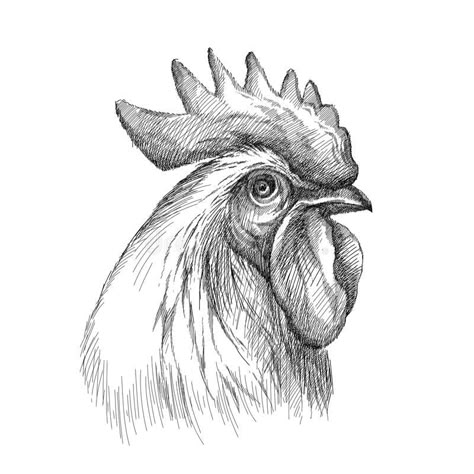 Chicken Drawings, Head Profile, Chicken Drawing, Printmaking Projects, Chicken Pictures, Pencil Drawings For Beginners, Pencil Drawings Of Animals, Engraving Illustration, Pencil Drawings Easy