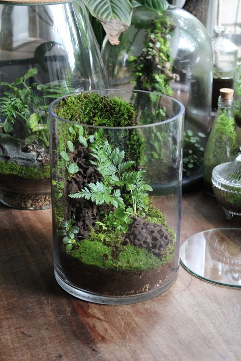 Mold In Terrarium, Orchid Terrarium Diy How To Make, Desk Terrarium, Open Terrarium Ideas, Desktop Terrarium, Diy Terrarium Ideas, Mini Ecosystem, Best Terrarium Plants, Wall Terrarium