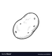 Potato hand drawn sketch icon Royalty Free Vector Image Potato Doodle Drawing, Small Potato Tattoo, Potato Tattoo Ideas, Sweet Potato Tattoo, Potato Tattoo Cute, Potato Drawing Cute, Potato Sketch, Potatoes Drawing, Tattoo Ideas Bff